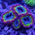 Hulk Lord Acan Live Saltwater Aquaculture Lps Coral For Reef Aquarium