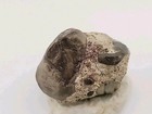 Real Egg Fossil Mullusk Snail In Stone Matrix 