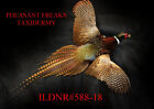New Ringneck Pheasant Taxidermy Wall Hanging Mount Flying Right Ildnr 588-18