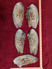 5 Ringneck Rooster Pheasant Wings Arts Crafts Dog Training Fly Tying Feathers
