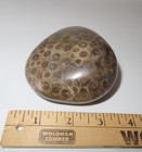 Large Polished Petoskey Stone  15 3 Oz Fossilized Coral