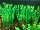 5 10pcs Artificial Aquarium Plants Fish Tank Plastic Water Grass Decorations