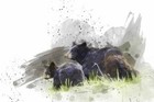 Black Bears - Canvas Or Print Wall Art