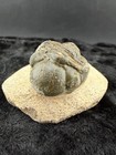 Trilobite Fossil In Sandstone Matrix From Morocco   42   G 