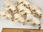 Real Beaver Skull Top - Craft Grade Generic - Castor Canadensis - Usa
