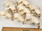 Real Beaver Skull Top - Discount Grade Generic - Castor Canadensis - Usa