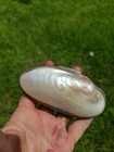 Vintage Clasp Mother Of Pearl Shell Wallet Coin Purse Jewelry Case Accordion 