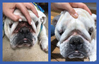 2 Pack Of Squishface Wrinkle Paste For Dog Wrinkles  Tear Stains   Tail Pockets