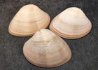 Mocha Clam Seashells Megapitaria Squalida  3 Shells Approx  3  Inches 