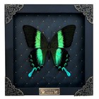 Real Papilio Blumei Butterfly Shadow Box Easter Spring Decor Unique Mom Gift