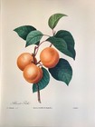 Pierre Joseph Redoute Apricot Original Vintage Botanical Art Book Plate Print 1