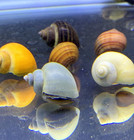 3 Live Mystery Snails Large Mix Pack Freshwater Aquarium Algae Eaters