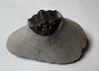 Scutellum Trilobite Fossils Morocco   pe78