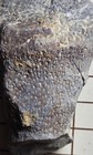 Museum-grade Ordovician Fossil Sponge     Streptosolen Occidentalis Eureka  Nevada