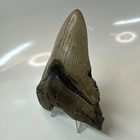 Megalodon Shark Tooth 4 61 Inch - Serrated - Beautiful Fossil - Authentic 20412