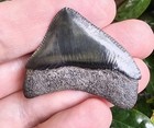 Gem Posterior Megalodon Shark Tooth Fossil From Georgia