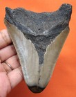 Megalodon Shark Tooth Real Fossil - 3 93 - Shark Teeth Megladon No Restorations
