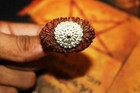 13 Mukhi Rudraksha Original Nepali 21mm Lab Certified Thirteen Face Bead