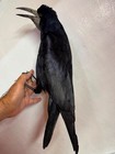Rook Taxidermy Bird     Corvus Frugilegus     Vintage Natural History Specimen