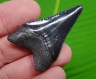2 03   Great White Shark Tooth Real Fossil Sharks Teeth - No Restorations 