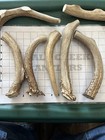  dog Chew  X-large Deer Antler Chew  1pc    All Natural   Organic   Busy Chewers