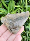 Natural Beautiful 2 33    Megalodon Tooth Fossil Shark Teeth