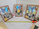3 Vintage Butterfly Moth Taxidermy Display Shadow Boxes