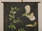 Jung Koch Quentell Plant Pea  1970 School Wall Picture 83x112cm Hagemann