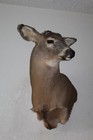 Whitetail Deer Head Shoulder Mount Taxidermy Mount Antler Hunt Rack Mule Hide
