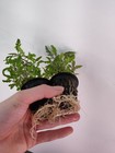 Hygrophila Pinnatifida Potted Live Aquarium Plant