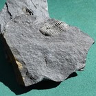 Trilobite  Andinacaste Legrandi  Bolivia Silurian Rare Trilobite Fossil