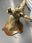 Vintage 1971 Deer Shoulder Mount Taxidermy Plaque L w  Kuhlman New York Tag