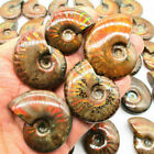 Iridescent Ammonite Ammolite Facet Specimen Spotted Snail Fossil Natural Crystal