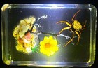 44mm Spiny Spider On Flower Garden Scenery Diorama In Crystal Clear Lucite Resin