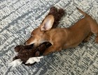 Christmas Dog Toy Deer  Durable Moose  3 Squeakers  Vibrant Life  20in Size