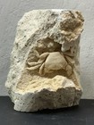 Premium Potamon Fossil Crab For Sale