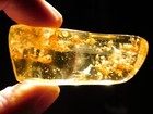 Larger  Polished Fossil Amber With Eight  Termite Fossils From Colombia 17 5gr