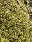 Live Fresh Spaghnum Moss gallon Size Freezer Bag Terrarium Fairy Garden Decor