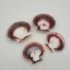 Orange Pink Brown Lion Paw Scallop Nautical Beach Craft Sea Shell  Med - Lg   5 