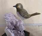 Olive-green Wren On Lepidolite Andalbite And Albite  6  -peter Muller