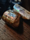2 Ammolite Baculite Ammonite Fossil Iridescent  Opalized  Rare Gemstone