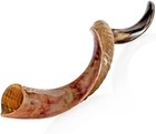 Holy Voice Kosher Kudu Shofar Horn From Israel 28 -32   Brown black 