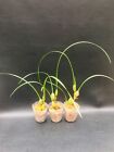 Maxillaria Tenuifolia Orchid Species Fragrant Flowers Coconut 