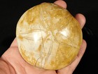 Big  Polished 150 Million Year Old  Sand Dollar Fossil Madagascar 214gr