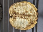 Common Snapping Turtle Shell
