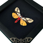 Real Framed Frame Moth Dead Insect Dried Bug Butterfly Shadow Box Taxidermy