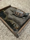 Award Winning Common Snapping Turtle Taxidermy Habitat Display