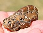 Thalassina Anomala  Fossil Lobster  Gunn Point  Australia  2