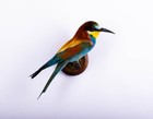 Taxidermy Mount Bird Bee-eater Stuffed Animal Wall Mount Colorfu Merops Apiaster