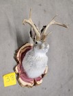 New Jackalope Mount taxidermy deer Mount antlers craft hunting art fishing gift